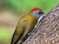 Olyfspeg 64  Gryskopspeg - Olive Woodpecker